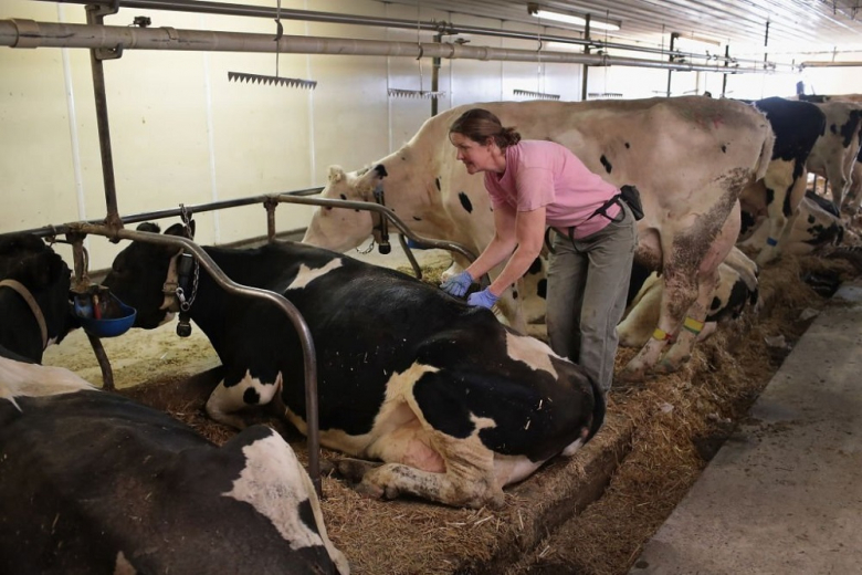 Минсельхоз хочет стимулировать выращивание убойного молочного скота